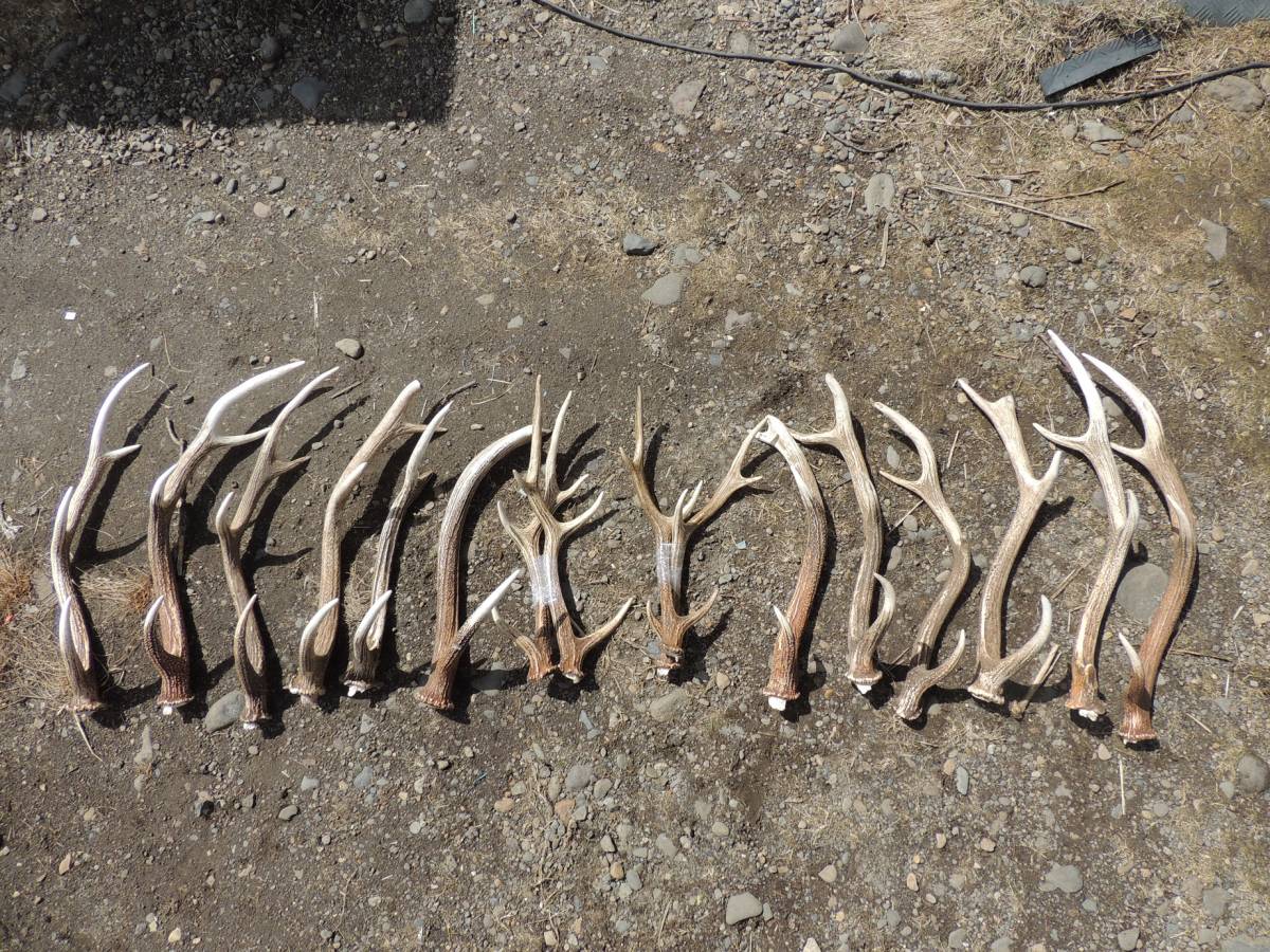 第315弾　　エゾシカハンティング角！　対角２点（４本含む）４５ｃｍ～７０ｃｍ　１６本