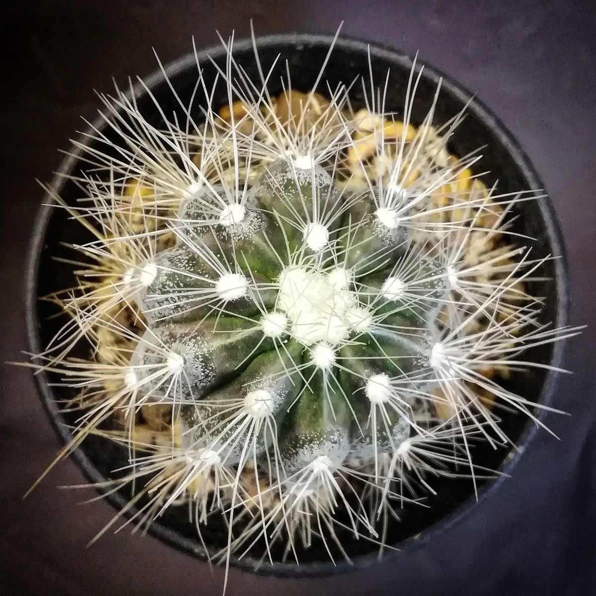 ★サボテン　コピアポア　雷血丸　山木かき仔自根