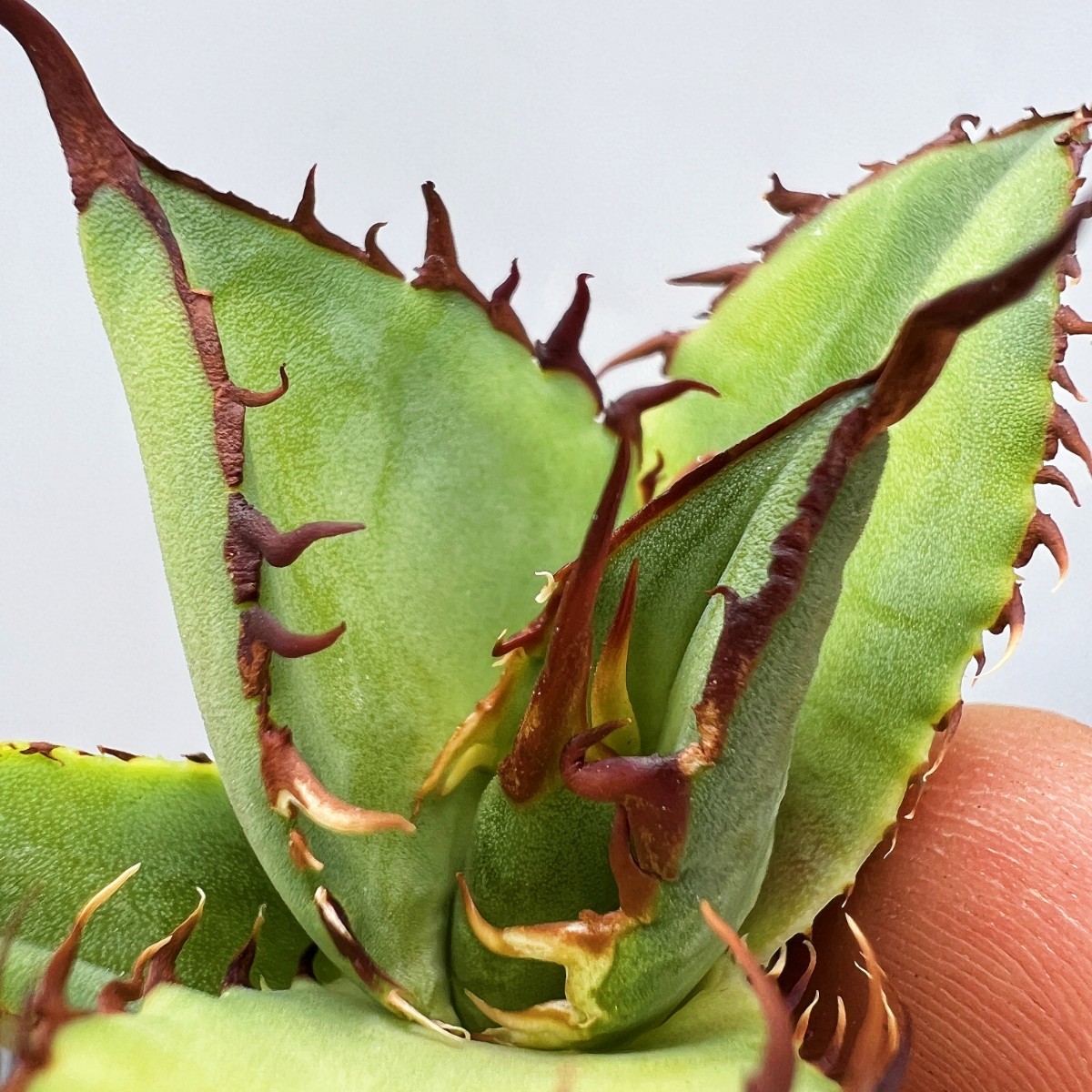 R013-10 特選 アガベ 多肉植物 八荒雷神 陽炎 極上株 【公式通販】