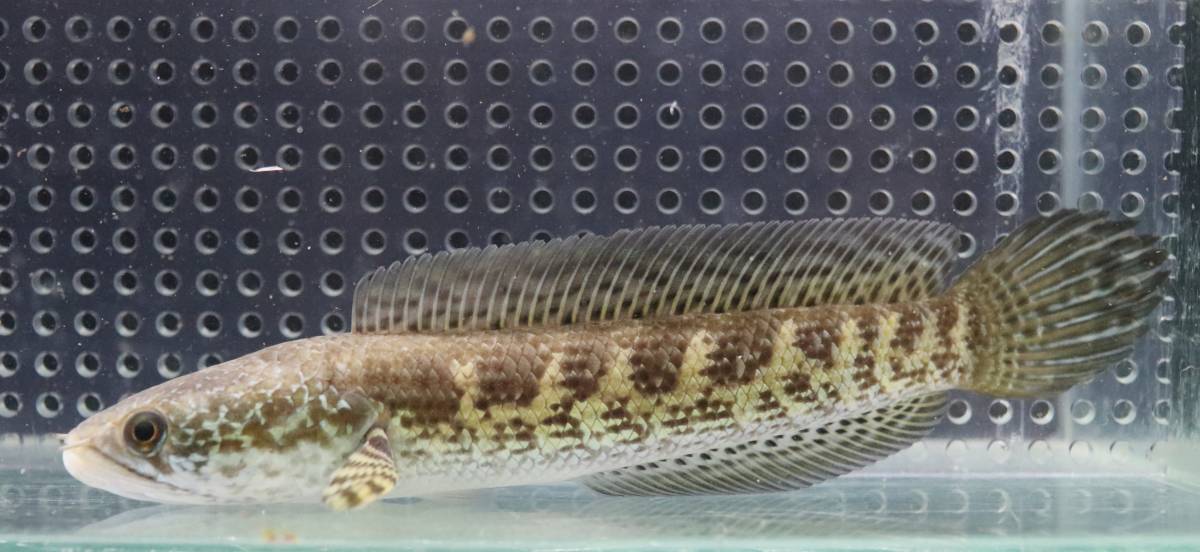 バイオレットスネークヘッド　18㎝ほど