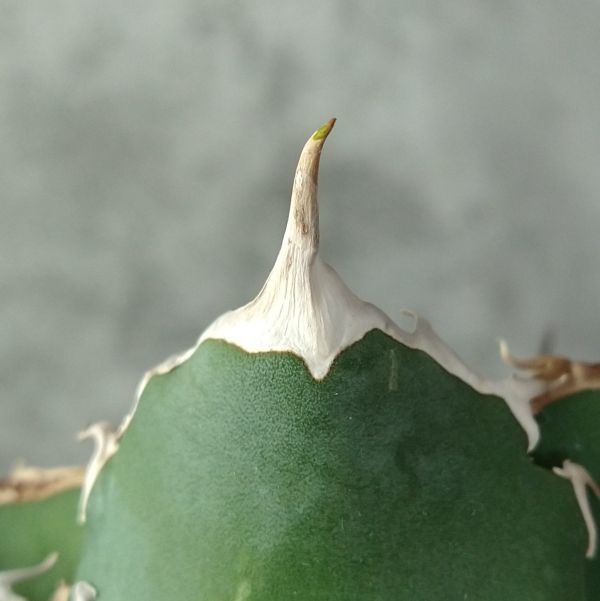 チタノタ ペルシアン Dwarf' 'Persian ドワーフ◇Agave titanota