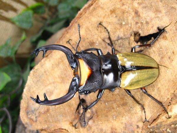 ラコダールツヤクワガタ　♂76ミリ♀42ミリ・大歯・(ベンクール)昆虫卸問屋アリスト・WD・成虫