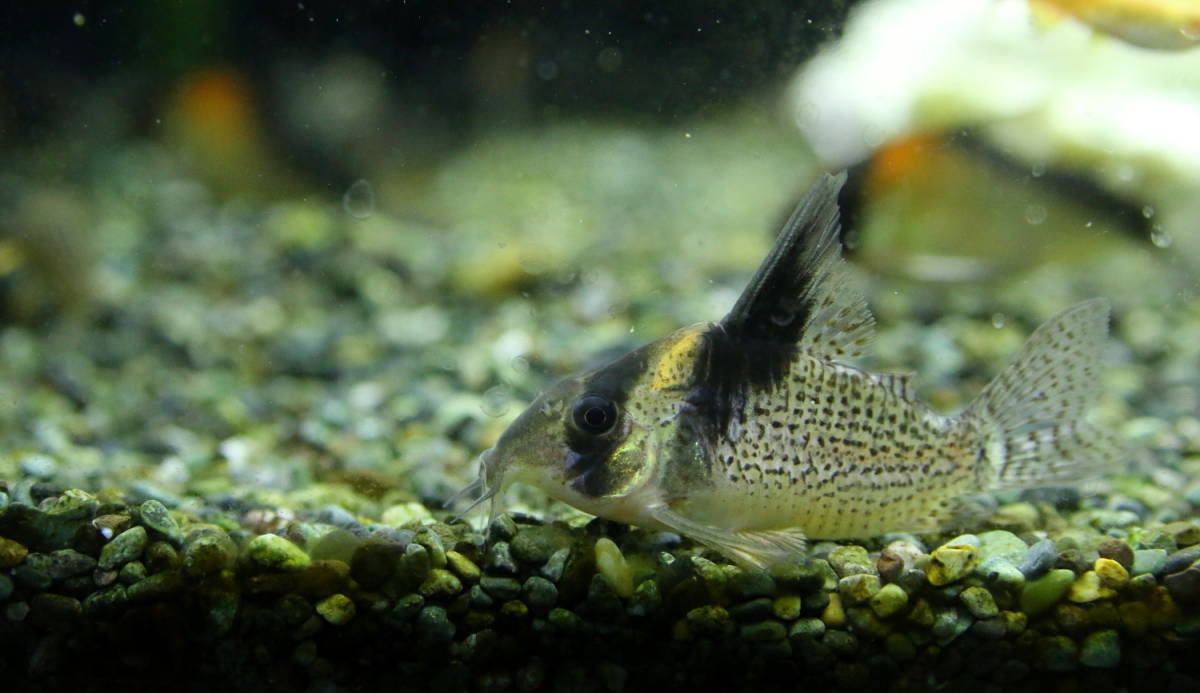 コリドラス・ブレビロストリス ハイフィン（WILD）Lサイズ＊一点物