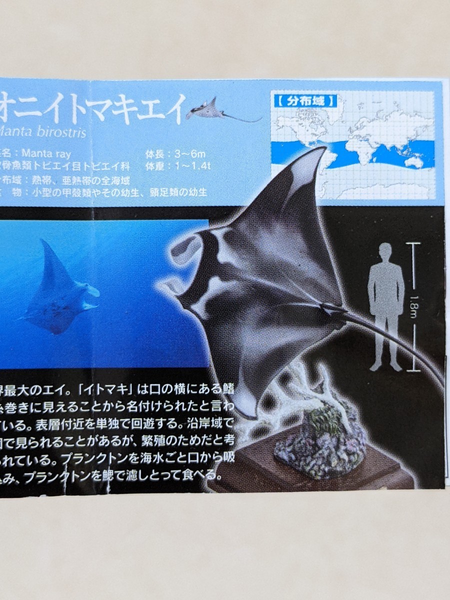 ネイチャーテクニカラー 海遊館ミュージアム オニイトマキエイ（マンタ