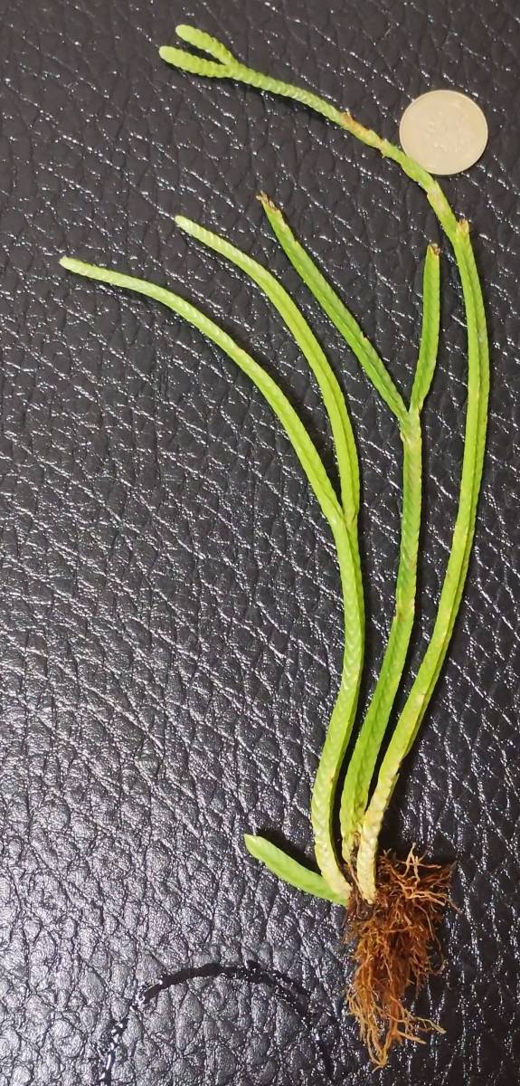 Huperzia tetrasticha 原種 フペルジア テトラスティカ 着生植物