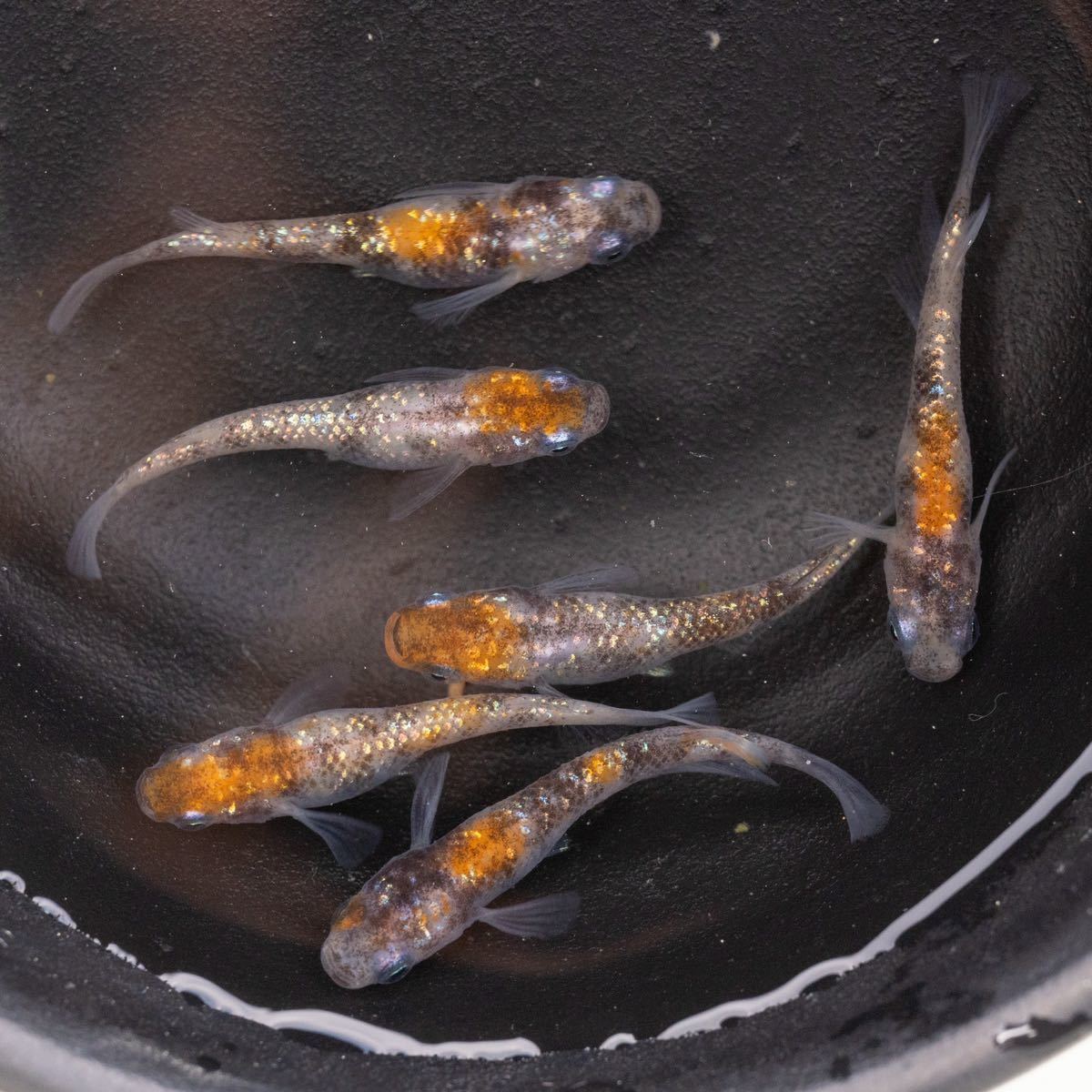 【現物出品】三色ラメ めだか（オス2匹、メス4匹）2022年 生まれ