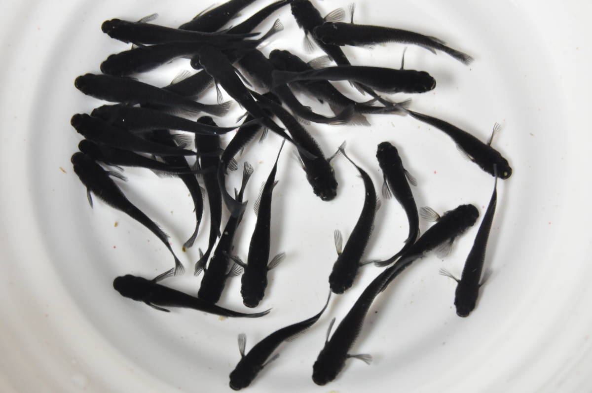 flkめだか　[画像の個体]　オロチ　 30匹　15ペア