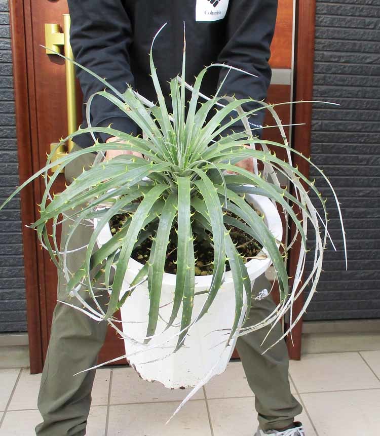 現品】プヤ・セルーレア 大株 puya coerulea 10号 Ⅳ 現品】プヤ・セルーレア 大株 puya coerulea 10号 Ⅳ