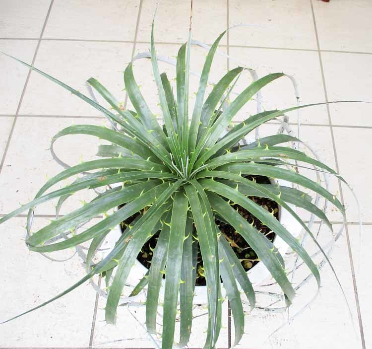 現品】プヤ・セルーレア 大株 puya coerulea 10号 Ⅳ 実生 【公式通販】