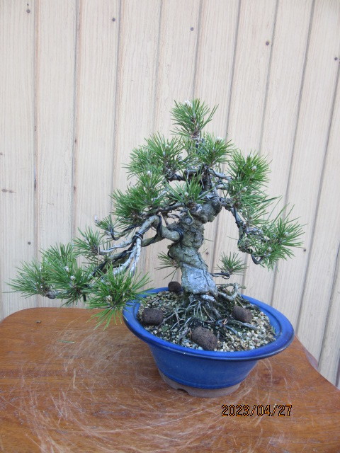 四国黒松盆栽(樹高27㎝) 　中品模様木盆栽　和鉢