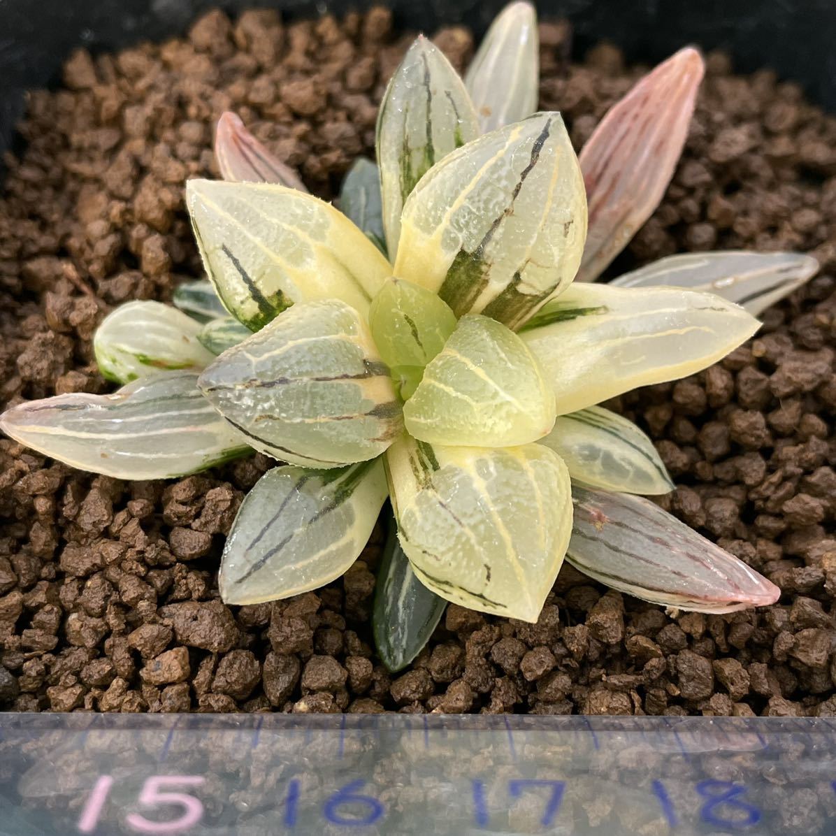 ≧∇≦）多肉植物 ハオルチア アトロフスカミュータント錦