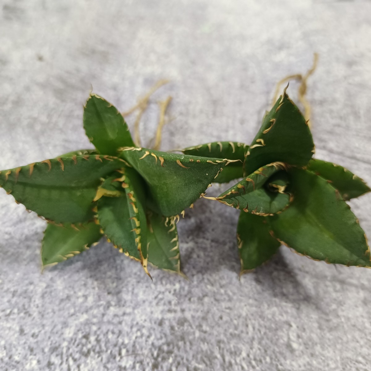 R296【台湾産新品種！超希少チタノタ】 アガベ チタノタ 強刺 小覇王 2