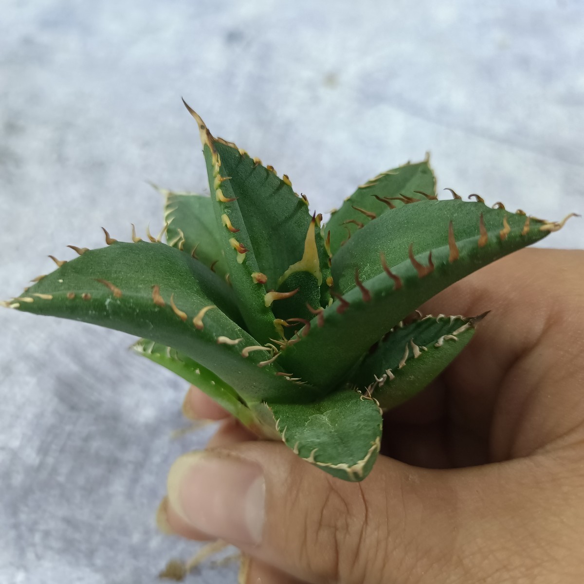 R296【台湾産新品種！超希少チタノタ】 アガベ チタノタ 強刺 小覇王 2