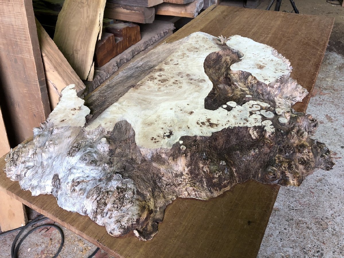 【DJ132P】ポプラ ～590×～750×58㎜ 瘤 瘤杢 一枚板 材料 天然木 無垢材 木材 希少材 乾燥材 銘木 木工 レジン用《銘木登屋》