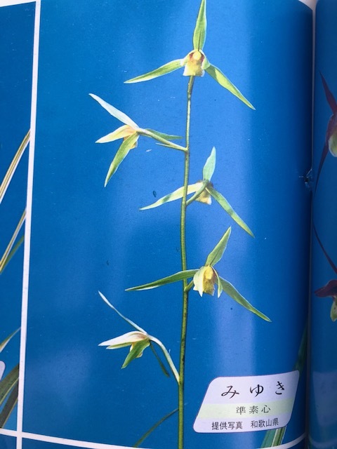 紀州寒蘭・みゆき・（準素心）・（３条立ち＋新芽）