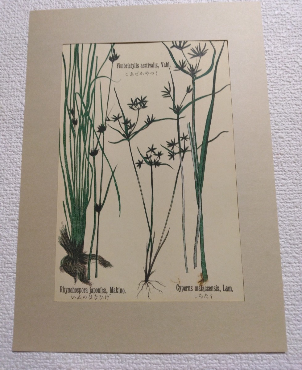 多色刷石版画 牧野富太郎校訂『普通植物図譜』村越三千男写生画 明治