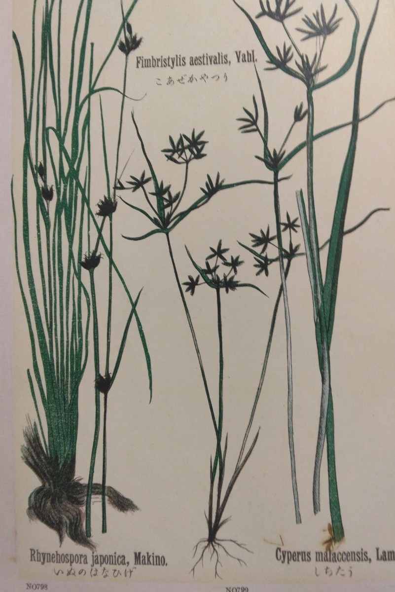多色刷石版画 牧野富太郎校訂『普通植物図譜』村越三千男写生画 明治