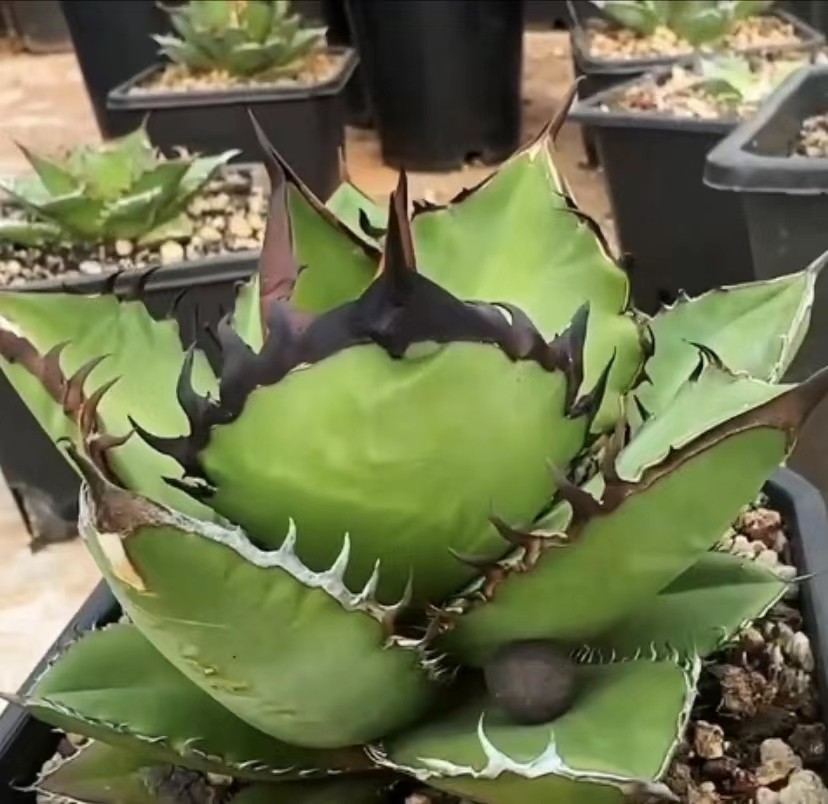 R408)アガベチタノタ【黒火焔】ブラックファイヤー 特選 3子株 (検 シーザー 魔丸 赤猫 ハデス オテロイ オアハカ 白犀牛 包心龍 清櫻 悪魔