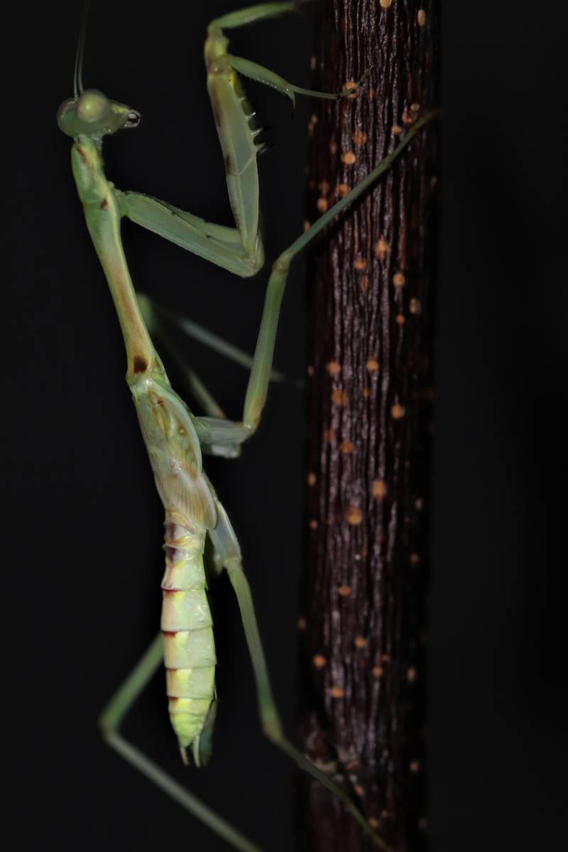 Omomantis zebrata　CB カマキリ A