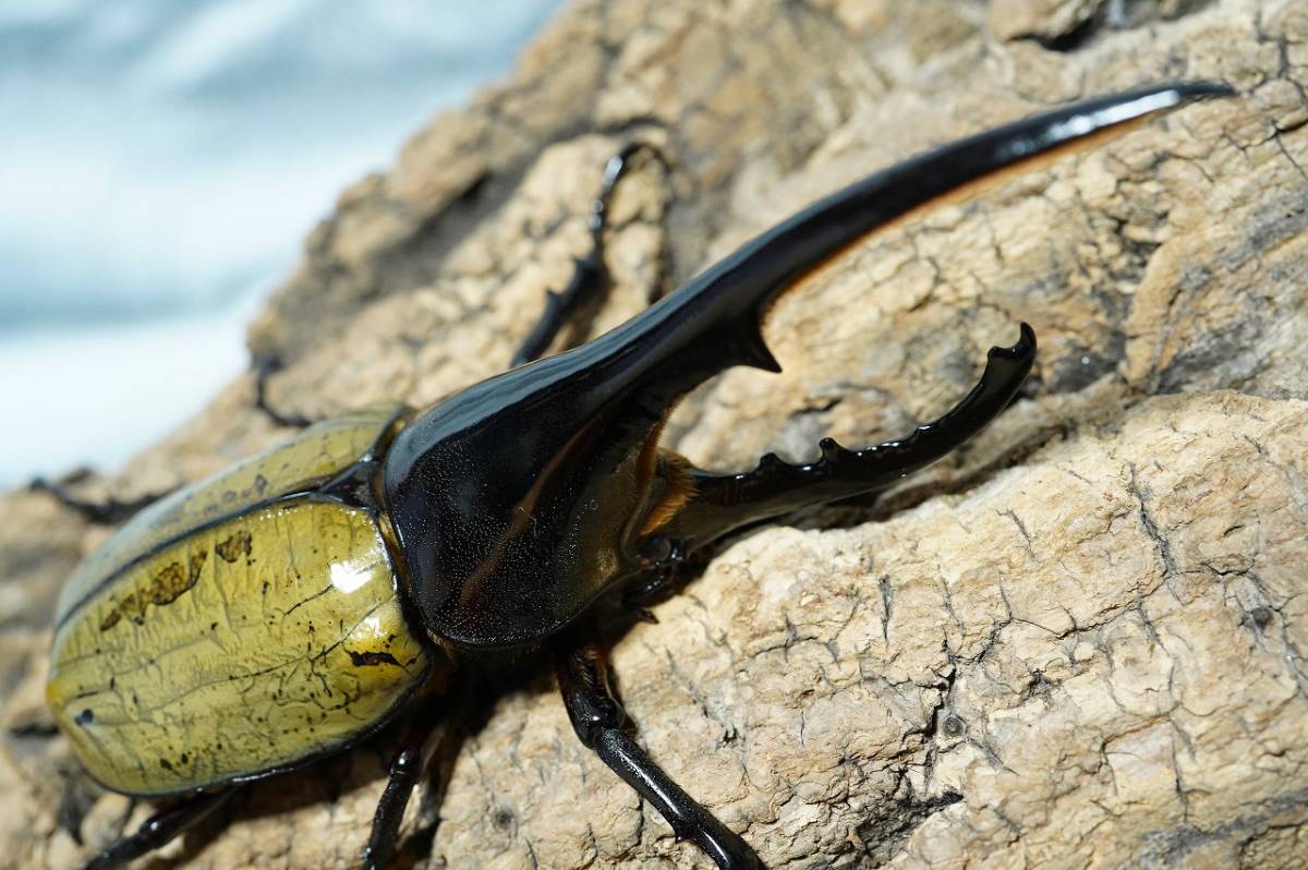 No18☆BULL通常タイプ！DHヘラクレス♂150ミリ単品☆ビートル王国