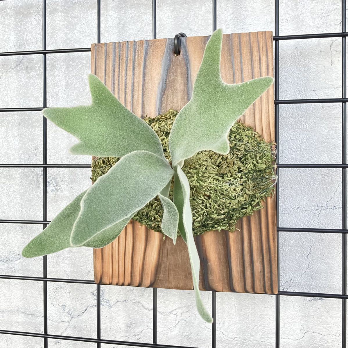 P. 【Platycerium celso tatsuta】OC セルソタツタ ② ビカクシダ(検