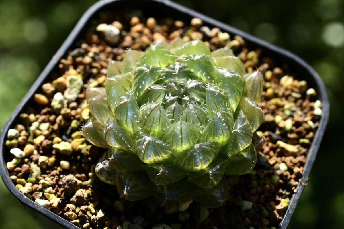 ハオルチア 翠雲 多肉植物