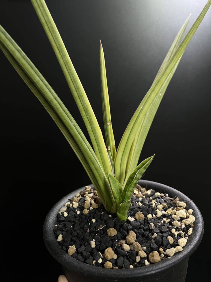 サンスベリア ロイヤルクラウン 斑入り sansevieria royal crown