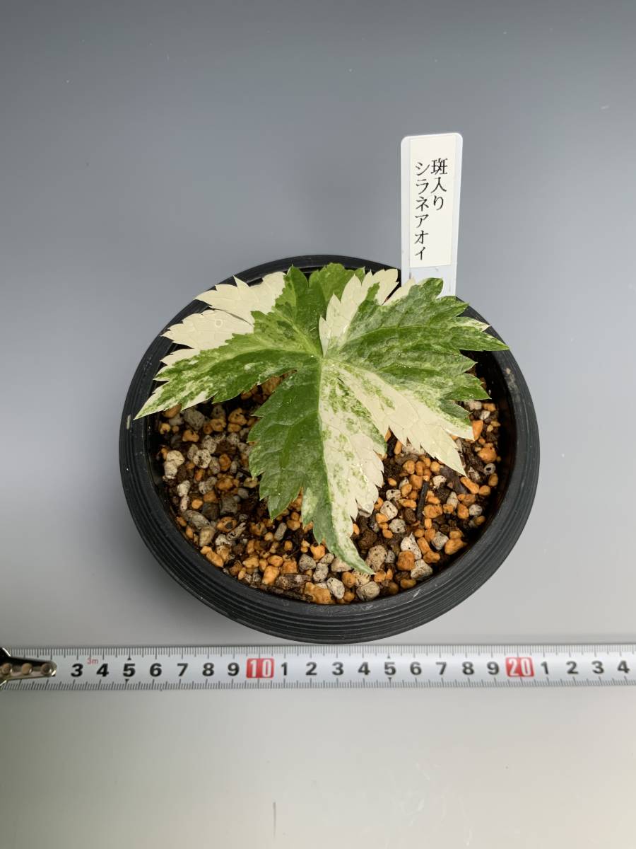 山野草 シラネアオイ斑入り(鉢植え)｜売買されたオークション情報