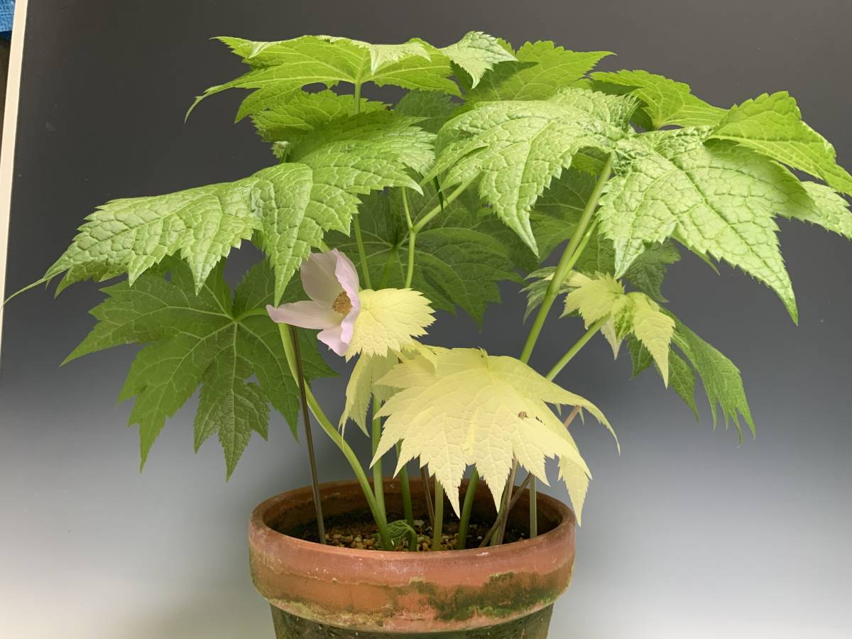 山野草　斑入り　シラネアオイ　6号A 山野草 斑入り シラネアオイ 6号A