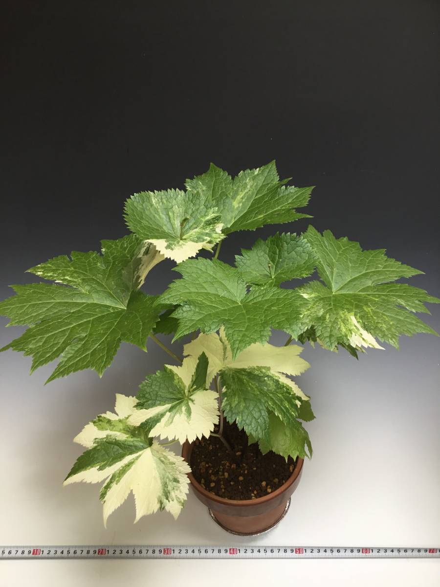 山野草 シラネアオイ斑入り(鉢植え)｜売買されたオークション情報