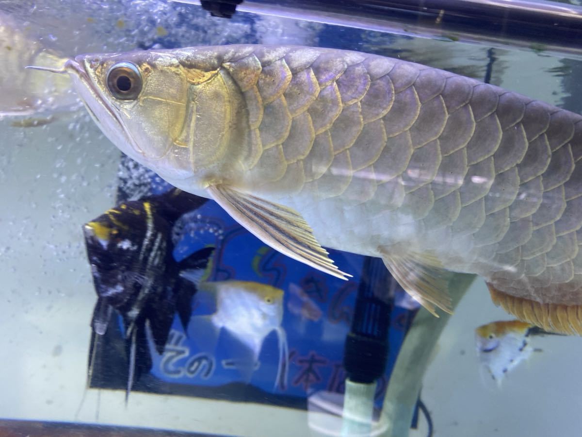 過背金龍 ハイボディ 尾びれ再生中 28センチ マレーシア スモール 