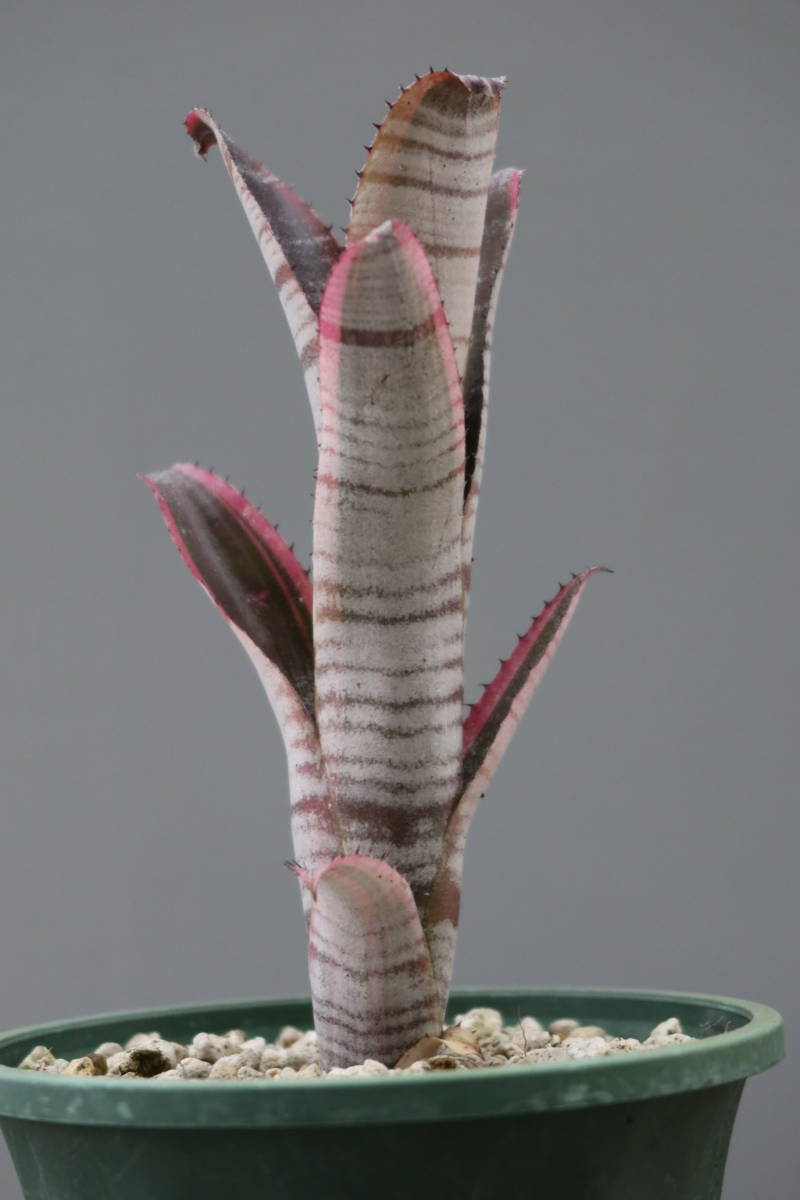 ビルベルギア Billbergia vittata 'Ralph Graham French' ビルベルギア
