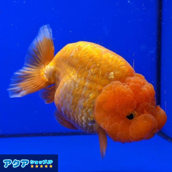 【返金保証】 動画 ライオンヘッド (k1312) らんちゅう タイ産 ジャンボ個体 12cm オス 5ヵ月 #金魚 5月26日発送