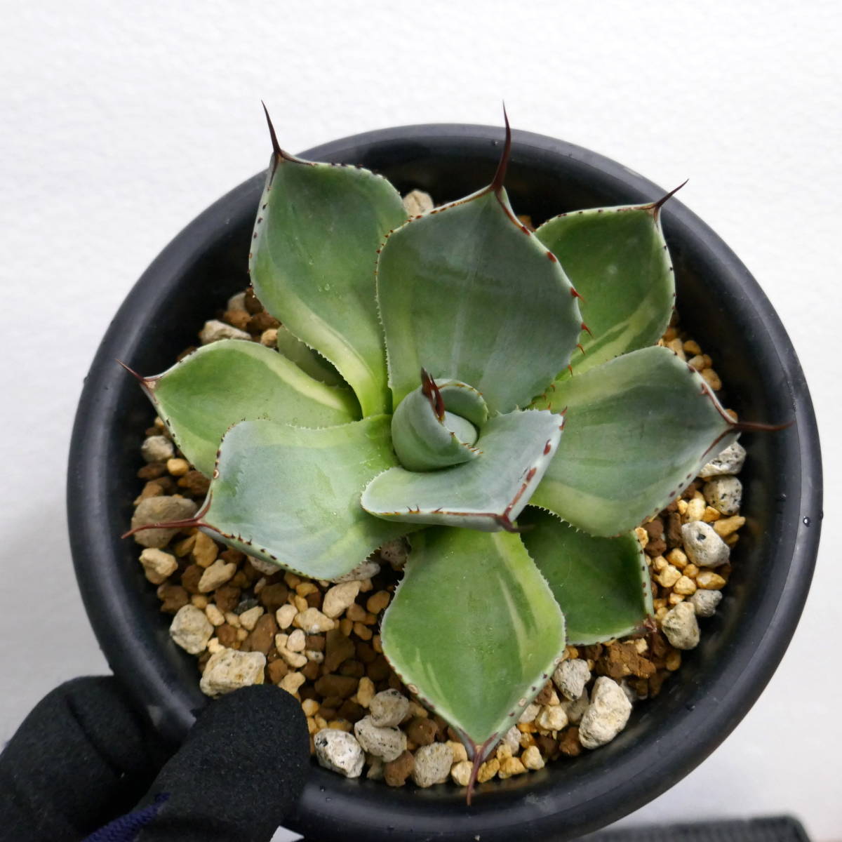 アガベ パリー　トランカータ　美株 2305-94【特選 カリフォルニア輸入株 】 Agave parryi truncata Lime