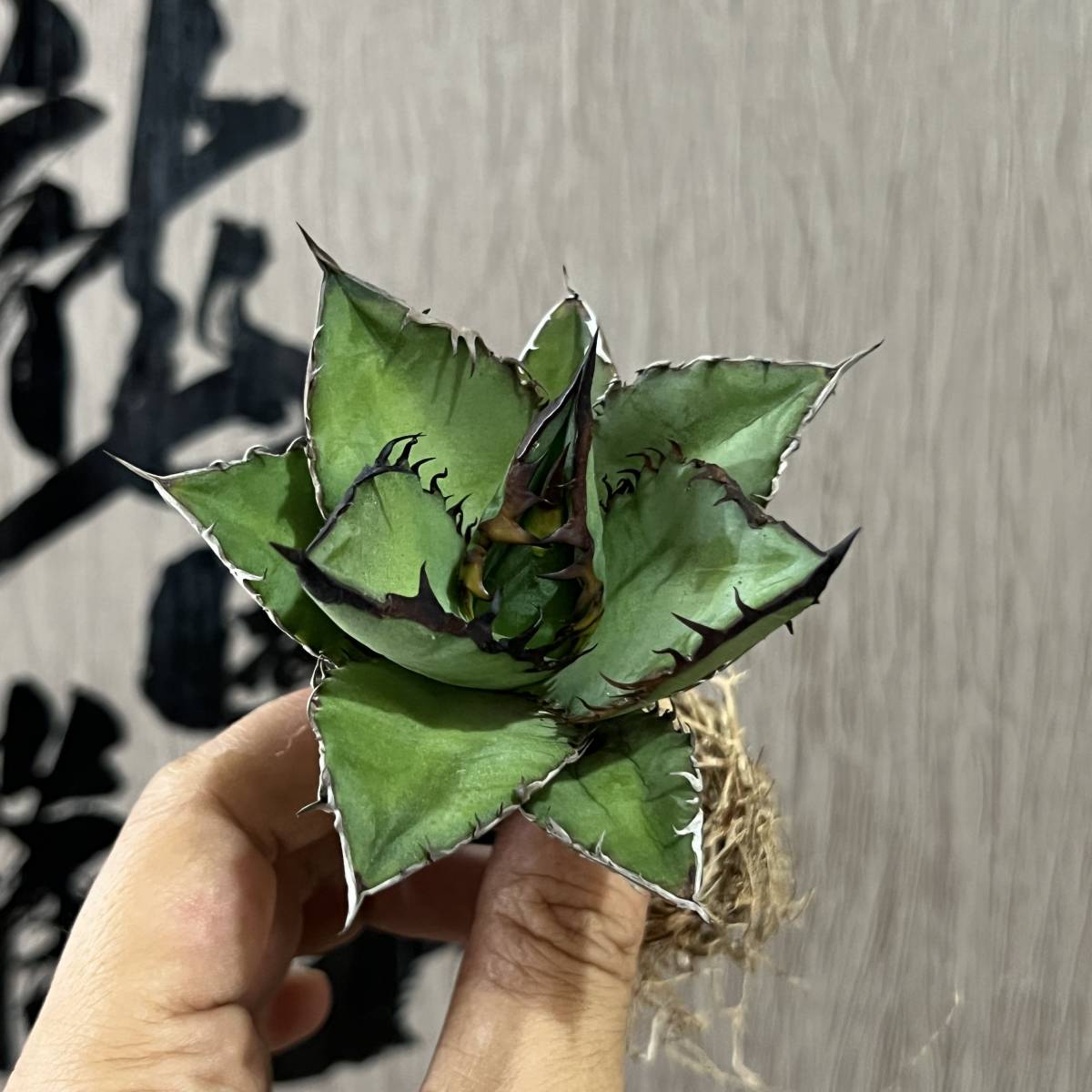 アガベ　チタノタ　ブラックドラゴン アガベ チタノタ ブラックドラゴン Black Dragon /虎鯨 鉢ごと発送