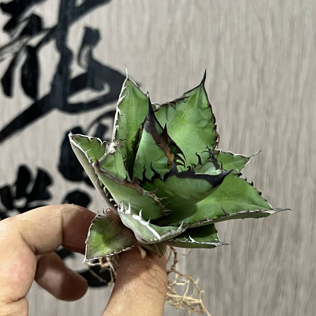 龍園觀】No.418 特選 アガベ 多肉植物 チタノタ ブラックファイヤー 黒