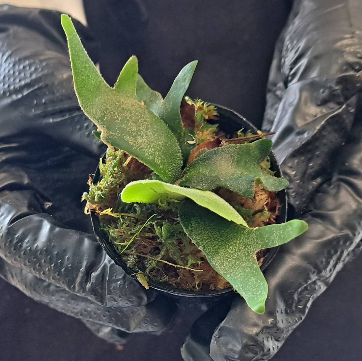 ビカクシダ Platycerium 植物☆Platycerium Yahoo!オークション - ☆7