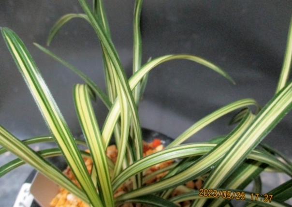 春蘭　韓国春蘭　新羅 韓国春蘭］ 無銘縞 11本 680 （日本春蘭・中国春蘭・富貴蘭・山野草