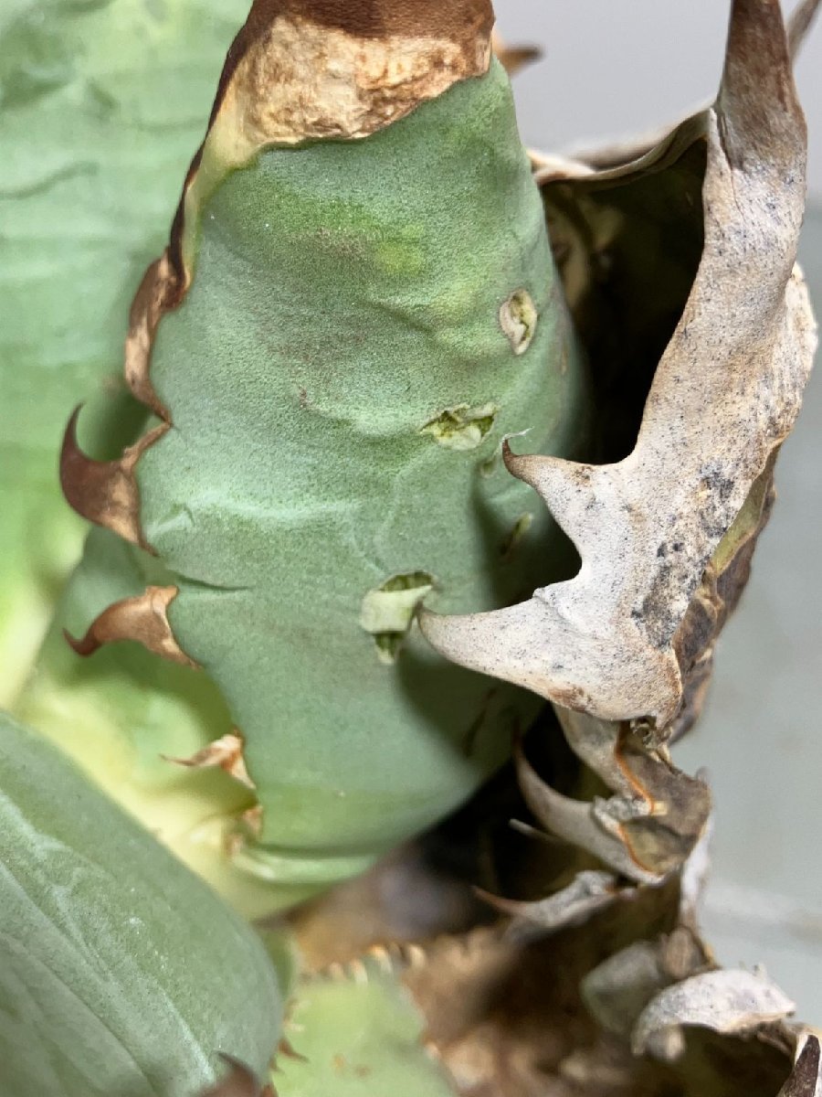 ロ3568 「多肉植物」アガベ チタノタ 中 抜き苗【傷あり・Agave