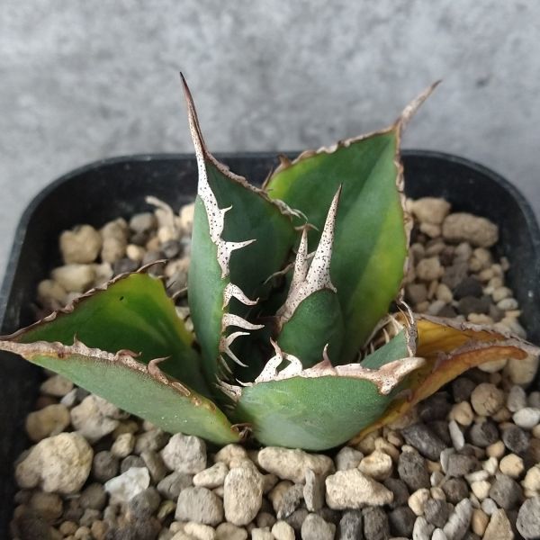 F5115】S級白狂棘斑入り株！【希少 チタノタ】斑入り株！！ アガベ