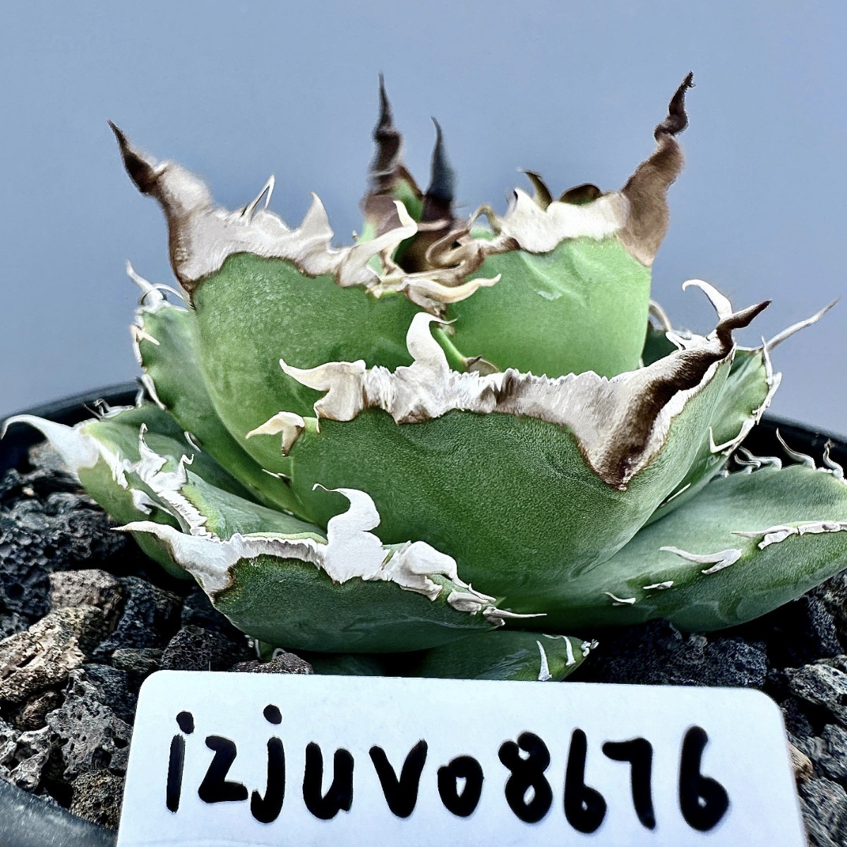 発根済 ケファロペンタンドラ エキローサ 大株 コーデックス 塊根植物