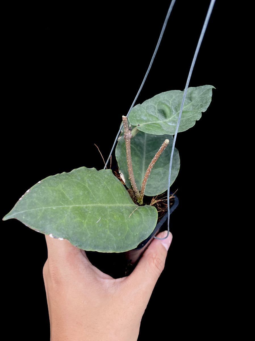 Hoya versteegii Timika， Central Papua 天鵞絨のような質感の珍ホヤ