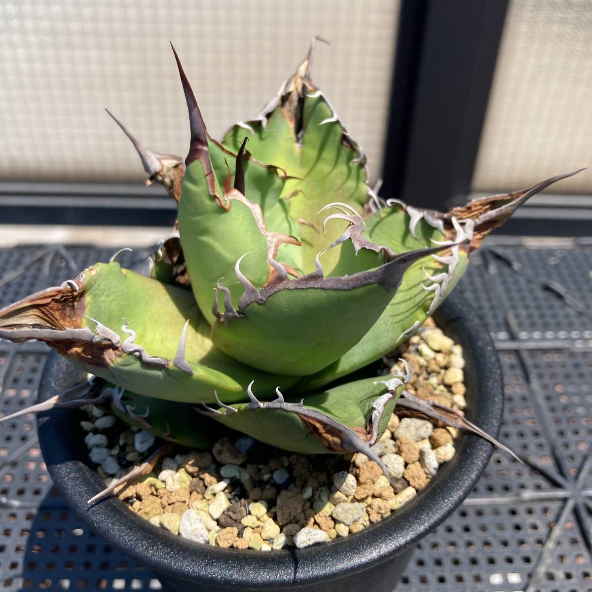 発根済【選抜株】アガベ チタノタ 白鯨 強棘 オテロイ Agave titanota