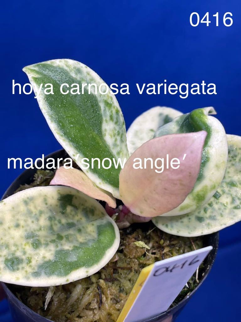 0416 斑入り ホヤ Hoya carnosa variegata madara′snow angel