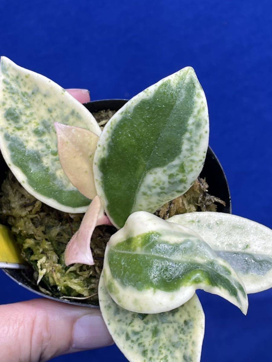 0416 斑入り ホヤ Hoya carnosa variegata madara′snow angel