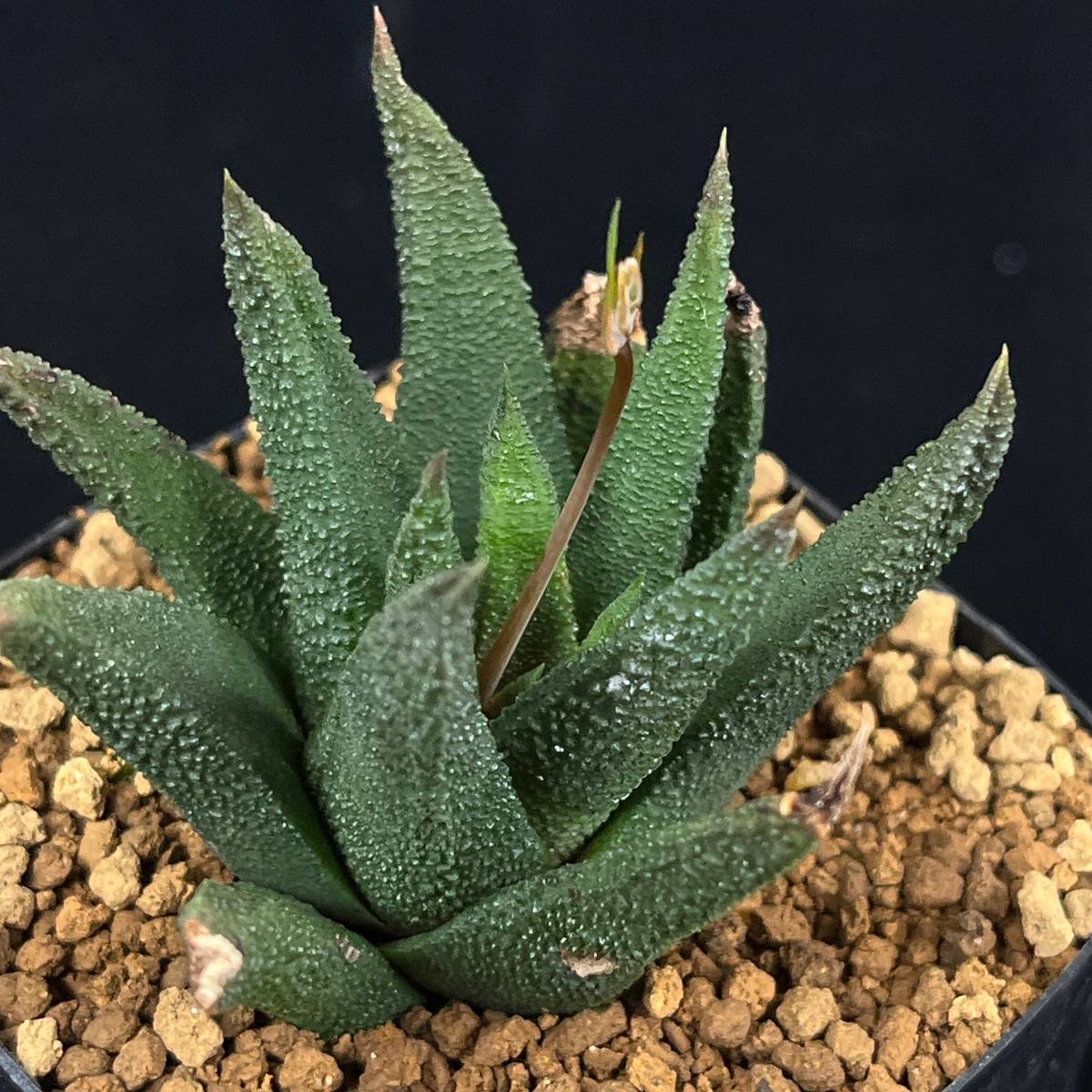 PW》ハオルチオプシス(ハオルチア)“スカブラ,H.scabra”多肉植物