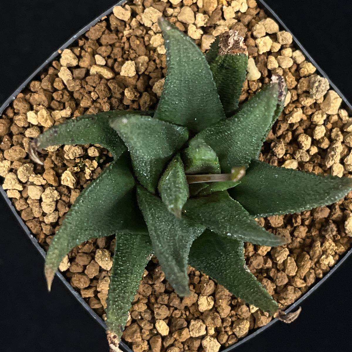 PW》ハオルチオプシス(ハオルチア)“スカブラ,H.scabra”多肉植物