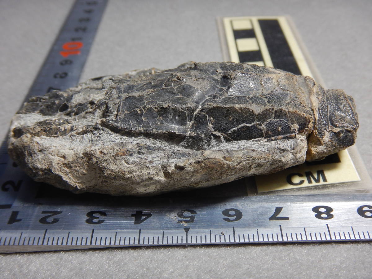 化石　標本　リヌパルス　北海道　エビ　鉱物　地学 化石 標本 リヌパルス 北海道 エビ 鉱物 地学 リヌパルス