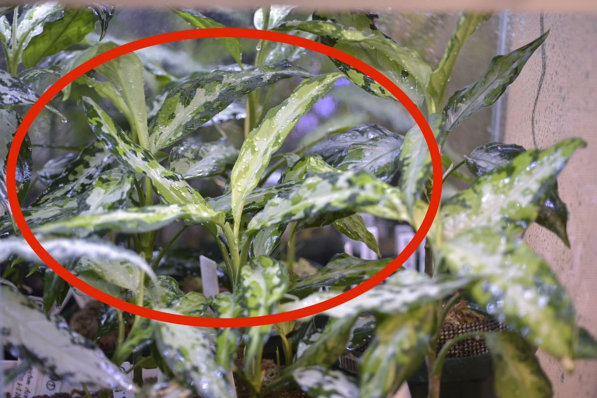 26. Aglaonema pictum Aceh Sumatra T-130320-b-5 Di atas 株No.S-003 