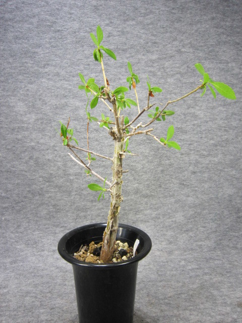 ◇コミフォラ ミルラ／Commiphora myrrha 塊根植物 コーデックス 灌木